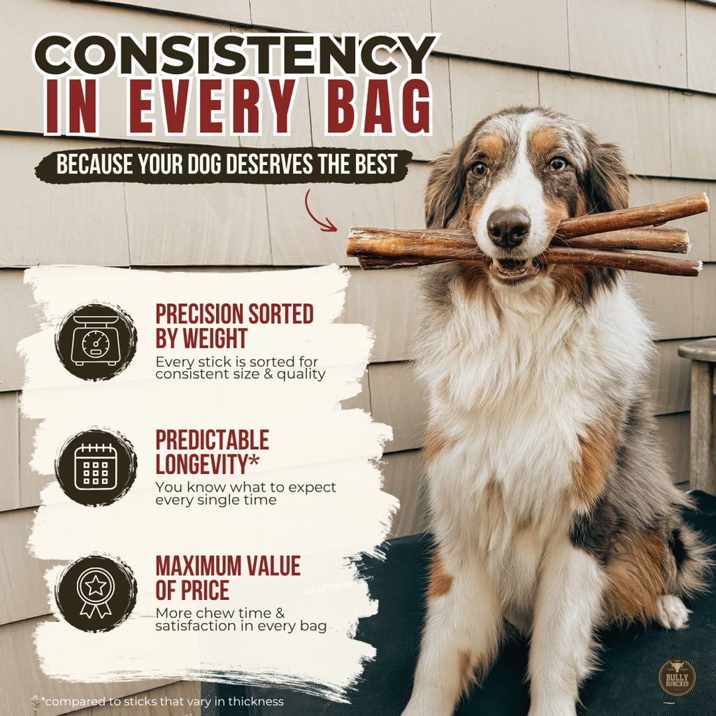 12 Inch Thick Braided Bully Stick